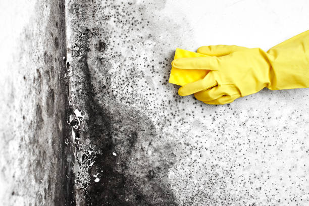 Mshall, AR Mold Removal Pros