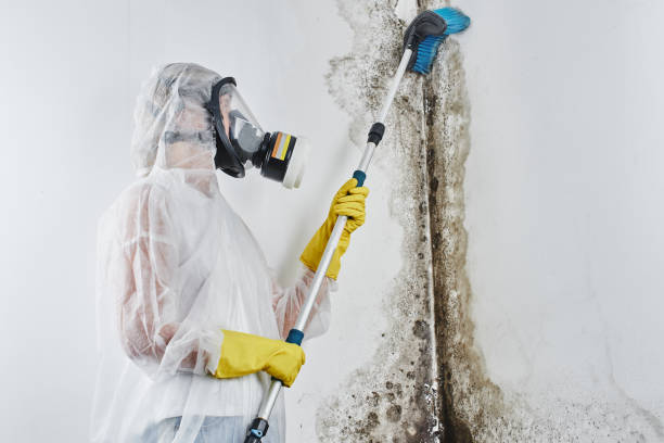 Best Residential Mold Removal  in Mshall, AR