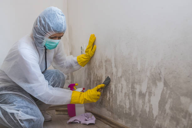 Best Home Mold Removal  in Mshall, AR