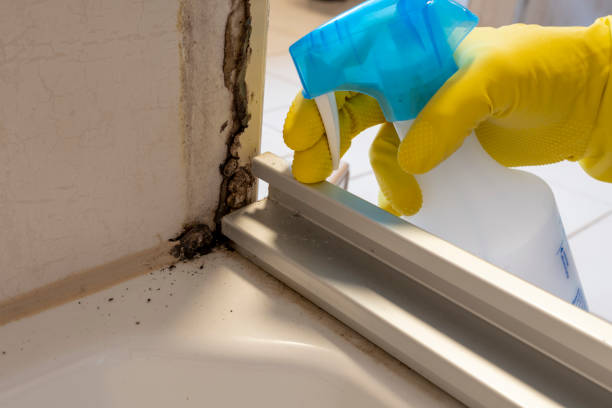 Best Commercial Mold Removal  in Mshall, AR