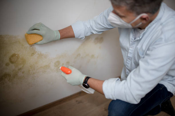 Best Fast Mold Removal  in Mshall, AR
