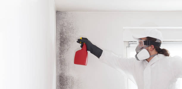 Best Certified Mold Removal  in Mshall, AR