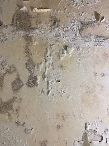 Best Professional Mold Removal  in Mshall, AR