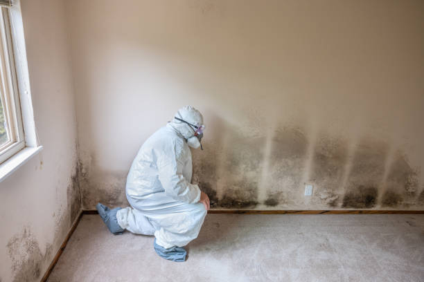 Best Mold Testing  in Mshall, AR