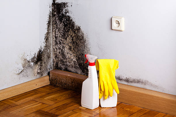 Best Mold Removal Near Me  in Mshall, AR
