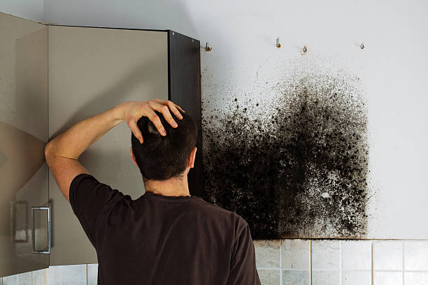 Best Emergency Mold Removal  in Mshall, AR
