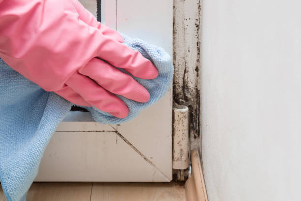 Best Affordable Mold Removal  in Mshall, AR